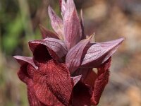 Serapias cordigera 13, Saxifraga-Hans Dekker