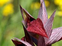 Serapias cordigera 14, Saxifraga-Hans Dekker