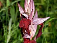 Serapias cordigera 15, Saxifraga-Hans Dekker