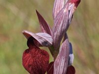 Serapias cordigera 16, Saxifraga-Hans Dekker