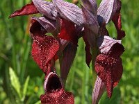 Serapias cordigera 17, Saxifraga-Hans Dekker