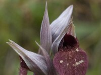Serapias cordigera 18, Saxifraga-Willem van Kruijsbergen