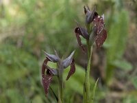 Serapias cordigera 19, Saxifraga-Willem van Kruijsbergen
