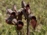 Serapias cordigera 2, Saxifraga-Willem van Kruijsbergen