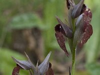 Serapias cordigera 20, Saxifraga-Willem van Kruijsbergen