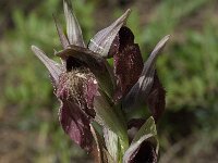 Serapias cordigera 21, Saxifraga-Willem van Kruijsbergen