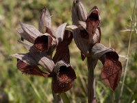 Serapias cordigera 3, Saxifraga-Willem van Kruijsbergen