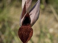 Serapias cordigera 5, Saxifraga-Willem van Kruijsbergen