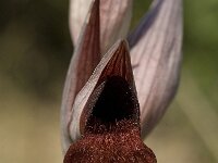 Serapias cordigera 6, Saxifraga-Willem van Kruijsbergen