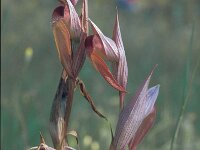 Serapias cordigera 7, Saxifraga-Jan van der Straten