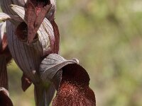 Serapias cordigera 8, Saxifraga-Jan van der Straaten