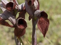 Serapias cordigera 9, Saxifraga-Jan van der Straaten
