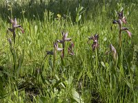 Serapias lingua 76, Saxifraga-Willem van Kruijsbergen