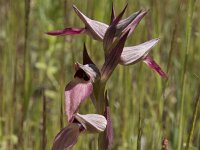 Serapias lingua 90, Saxifraga-Willem van Kruijsbergen