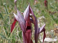Serapias neglecta ssp apulica 2, Saxifraga-Jeroen Willemsen