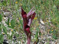 Serapias neglecta ssp apulica 3, Saxifraga-Jeroen Willemsen