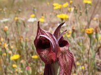 Serapias orientalis 12, Saxifraga-Jeroen Willemsen