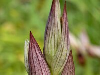 Serapias orientalis 13, Saxifraga-Harry Jans