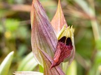 Serapias orientalis 14, Saxifraga-Harry Jans