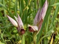 Serapias orientalis 15, Saxifraga-Harry Jans
