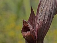 Serapias orientalis 4, Saxifraga-Jan van der Straaten