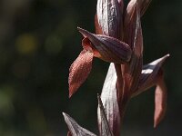 Serapias orientalis 5, Saxifraga-Jan van der Straaten