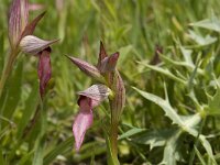 Serapias orientalis 6, Saxifraga-Jan van der Straaten