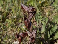 Serapias orientalis 8, Saxifraga-Willem van Kruijsbergen