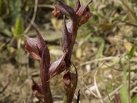 Serapias orientalis 9, Saxifraga-Willem van Kruijsbergen