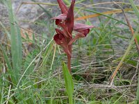 Serapias orientalis ssp apulica 1, Saxifraga-Rien Schot