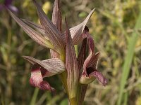 Serapias orientalis ssp orientalis 10, Saxifraga-Willem van Kruijsbergen