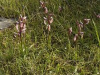 Serapias orientalis ssp orientalis 11, Saxifraga-Willem van Kruijsbergen