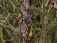Serapias orientalis ssp orientalis 7, Saxifraga-Willem van Kruijsbergen