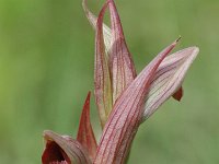 Serapias parviflora 1, Saxifraga-Jan van der Straaten