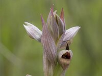 Serapias parviflora 26, Saxifraga-Willem van Kruijsbergen
