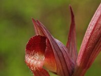Serapias politisii 2, Saxifraga-Hans Dekker