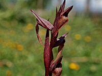 Serapias politisii 3, Saxifraga-Hans Dekker