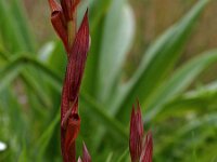 Serapias politisii 4, Saxifraga-Hans Dekker