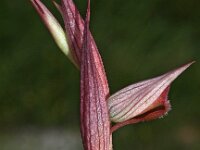 Serapias politisii 5, Saxifraga-Hans Dekker