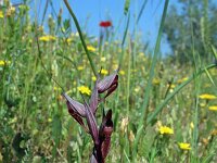 Serapias politisii 6, Saxifraga-Jeroen Willemsen