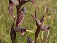 Serapias vomeracea 3, Saxifraga-Willem van Kruijsbergen