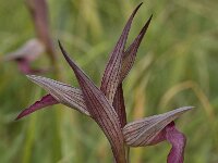 Serapias vomeracea 4, Saxifraga-Willem van Kruijsbergen
