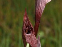 Serapias vomeracea 5, Saxifraga-Hans Dekker