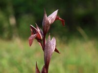Serapias vomeracea 6, Saxifraga-Hans Dekker