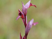 Serapias vomeracea 7, Saxifraga-Bart Vastenhouw