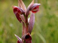 Serapias vomeracea 8, Saxifraga-Hans Dekker