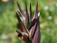 Serapias vomeracea 9, Saxifraga-Hans Dekker