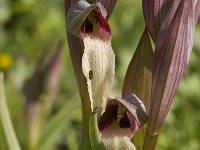 Serapias vomeracea 2, Saxifraga-Jan van der Straaten