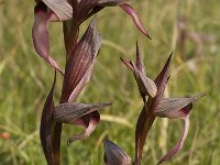Serapias vomeracea 3, Saxifraga-Willem van Kruijsbergen