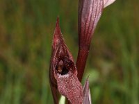 Serapias vomeracea 5, Saxifraga-Hans Dekker